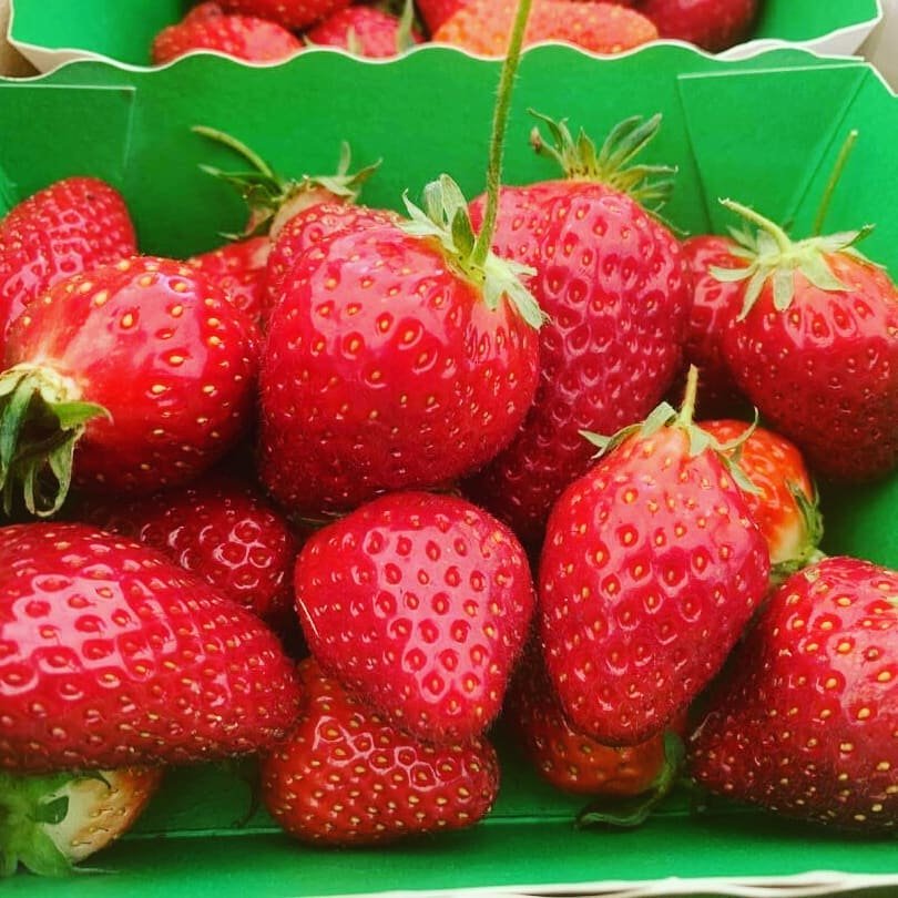 Cueillette de fraises